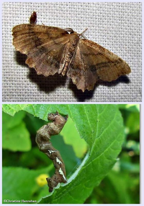 Scallop moth and larva (Cepphis armataria), #6835