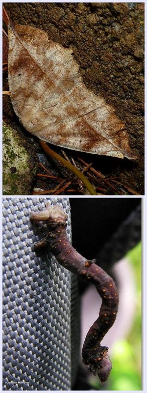 Curve-toothed geometer moth and larva (trapela clemataria). #6966