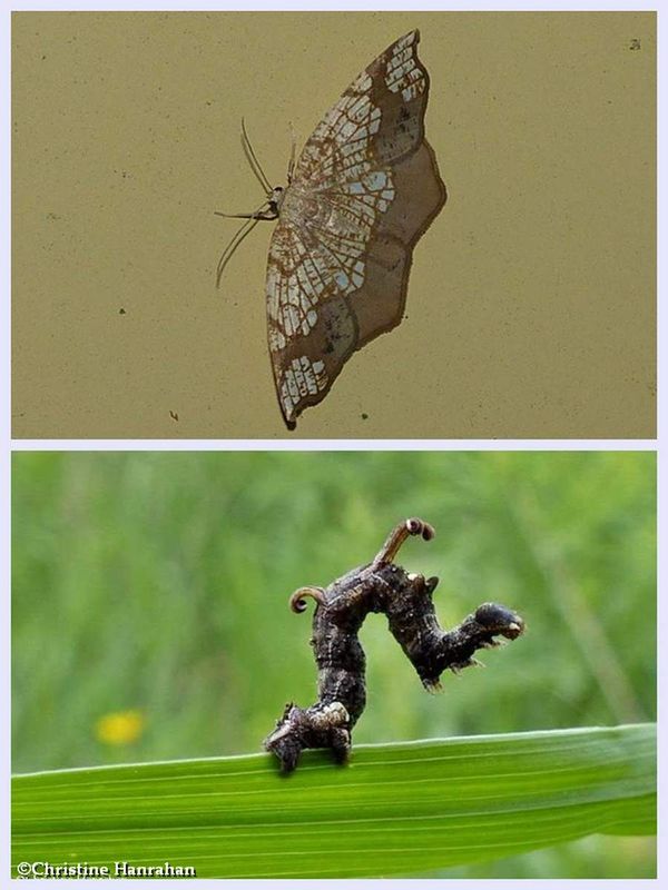 Horned spanworm moth and larva (Nematocampa resistaria), #7010