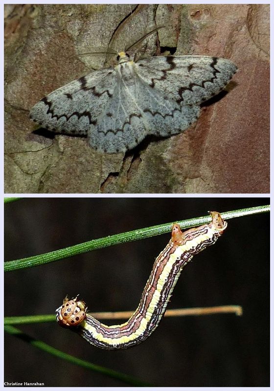 False hemlock looper moth and larva  (Nepytia canosaria), #6906