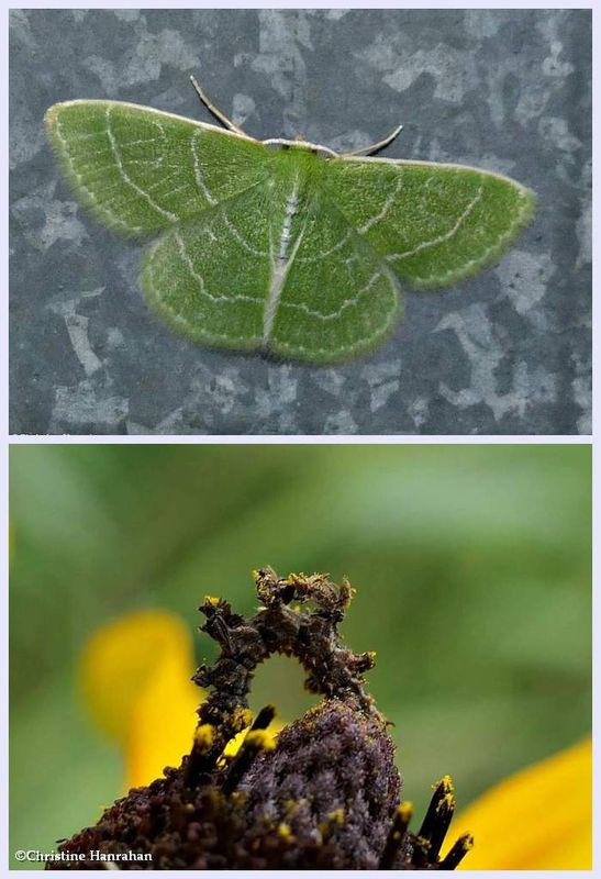 Wavy-lined emerald moth and larva (Synchlora aerata), #7058 