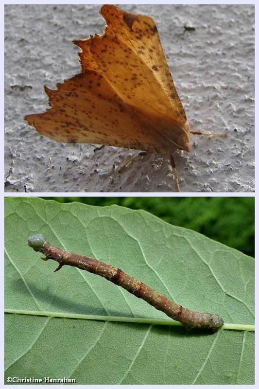Maple spanworm moth and larva  (Ennomos magnaria, #6797