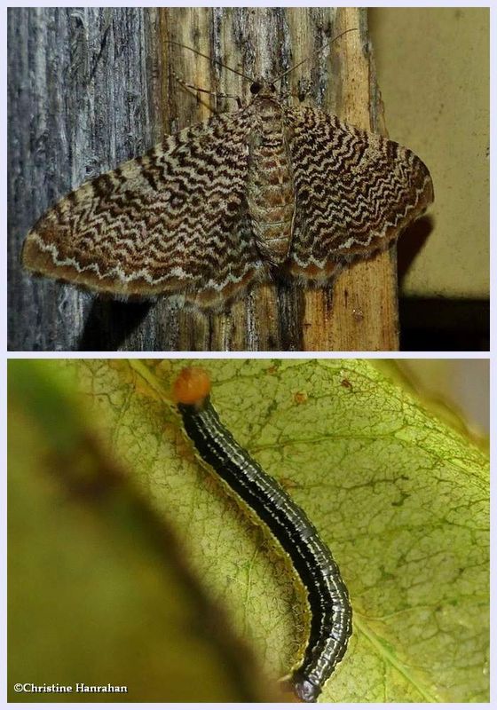 Cherry scallop shell moth and larva (Rheumaptera prunivorata), #7292