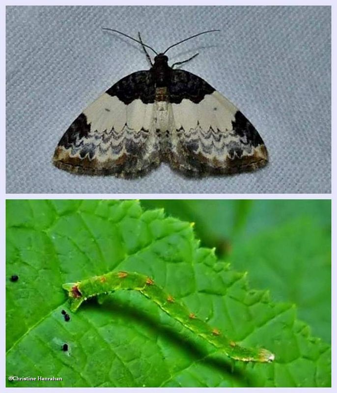 White-ribboned carpet moth and larva (Mesoleuca ruficillata), #7307 