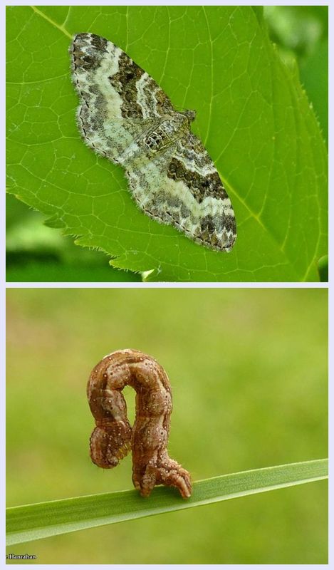 White-banded toothed carpet moth and larva (Epirrhoe alternata), #7394