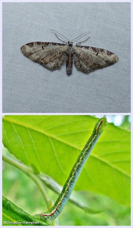 Tawny eupithecia moth and larva  (Eupithecia ravocostaliata), #7605