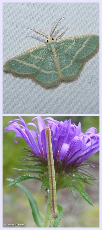 Blackberry looper moth and larva  (Chlorochlamys chloroleucaria), #7071