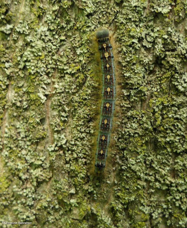 Forest tent caterpillar  (Malacosoma disstria), #7698