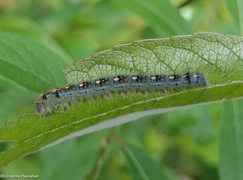 Forest tent caterpillar  (Malacosoma disstria), #7698