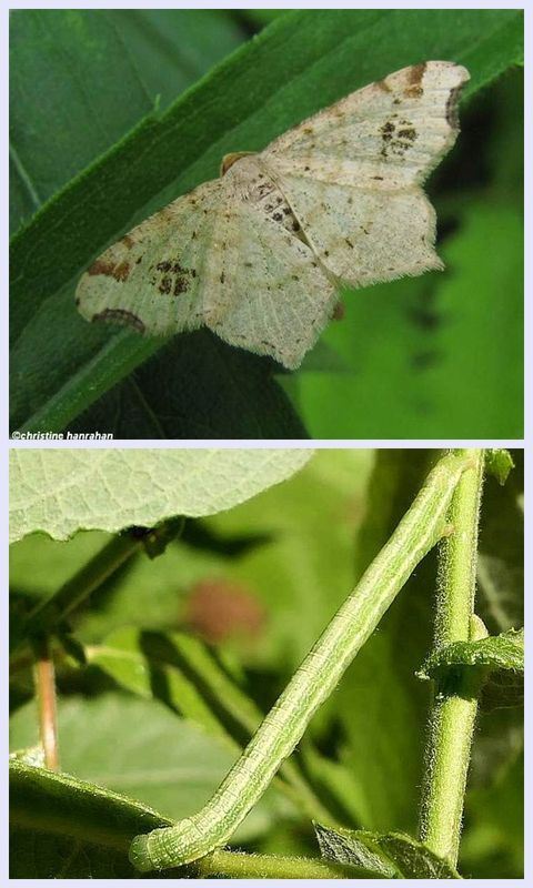 Common angle moth and larva (Macaria aemulataria), #6326 