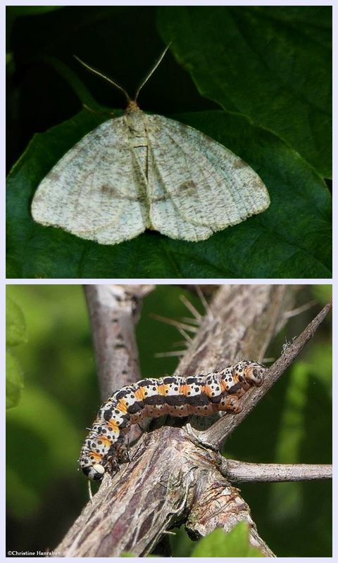 Drab angle moth and larva  (Macaria evagaria ), #6278