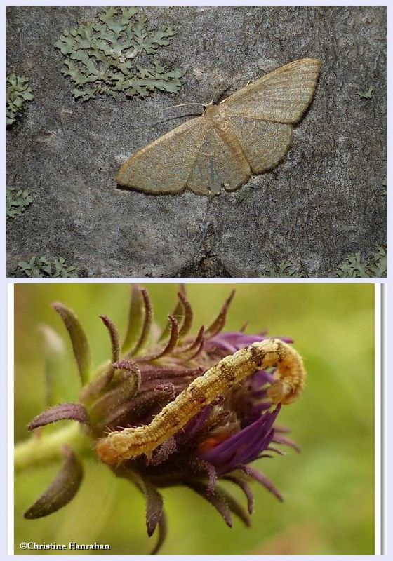 Common tan wave moth and larva (Pleuroprucha insulsaria), #7132