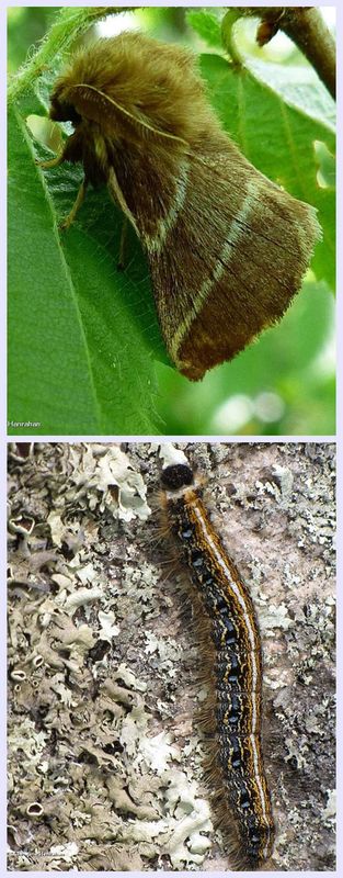 Eastern tent moth and larva  (Malacosoma americana), #7701