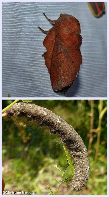 American lappet moth and larva  (Phyllodesma americana, #7687