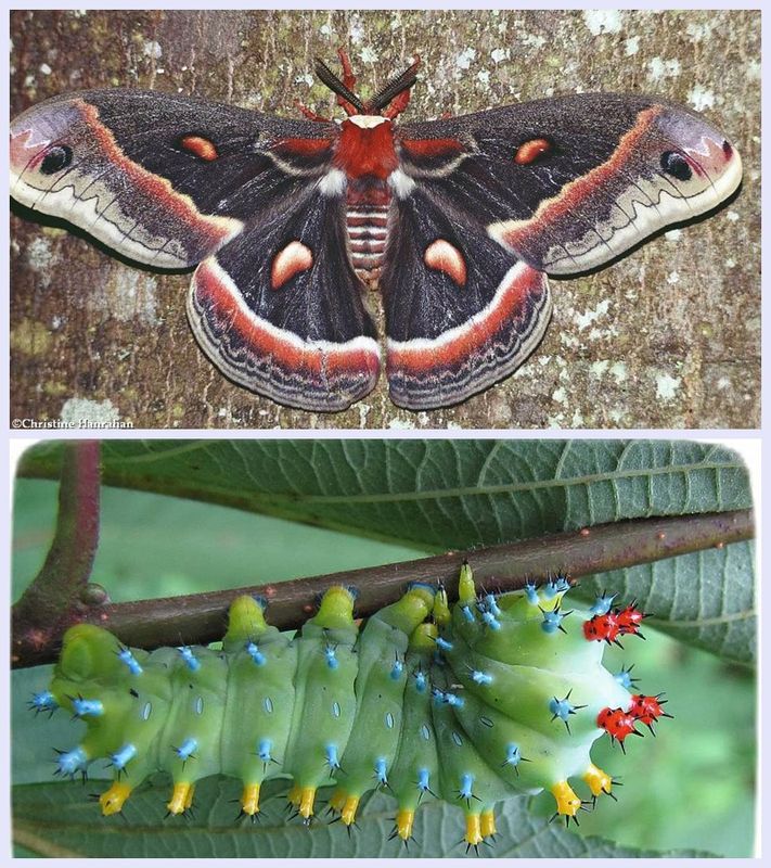 Cecropia moth and larva  (Hyalophora cecropia), #7767