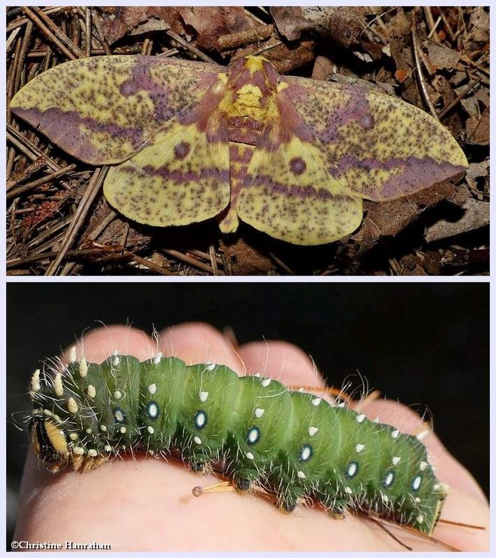Pine Imperial moth and larva (<em>Eacles imperialis pini</em>), #7704