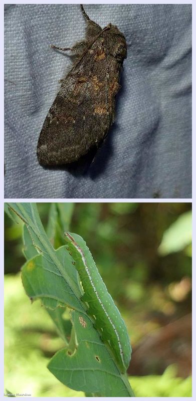 Angulose prominent moth and larva (Peridea angulosa), #7920
