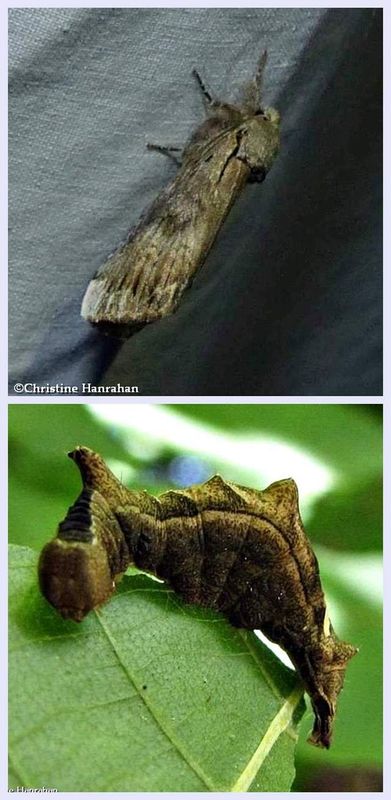 Black-blotched prominent moth and larva  (<em>Oedemasia leptinoides</em>), #8011