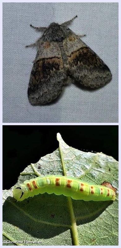 Common gluphisia moth and larva  (<em>Gluphisia septentrionis</em>), #7931