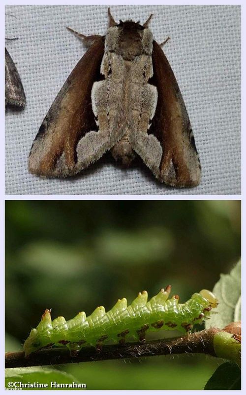 Double-toothed prominent moth and larva  (Nerice bidentata ), #7929