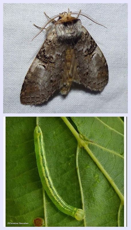 Linden prominent moth and larva (Ellida caniplaga), #7930