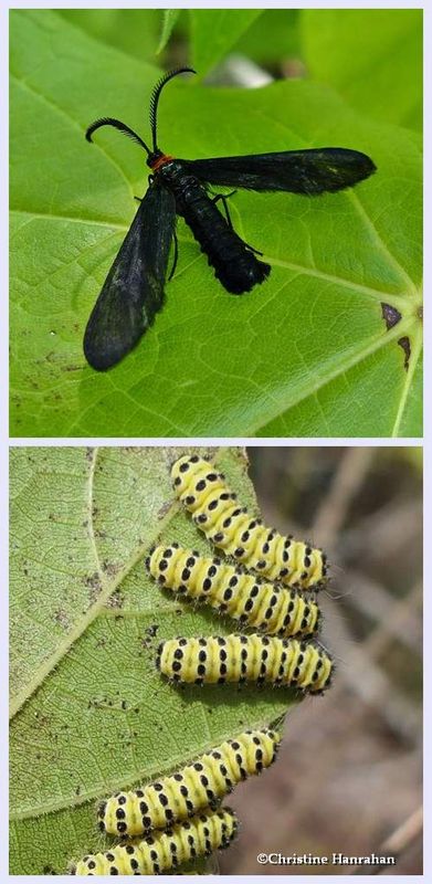 Grapeleaf skeletonizer moth and larvae (Harrisina americana), #4624