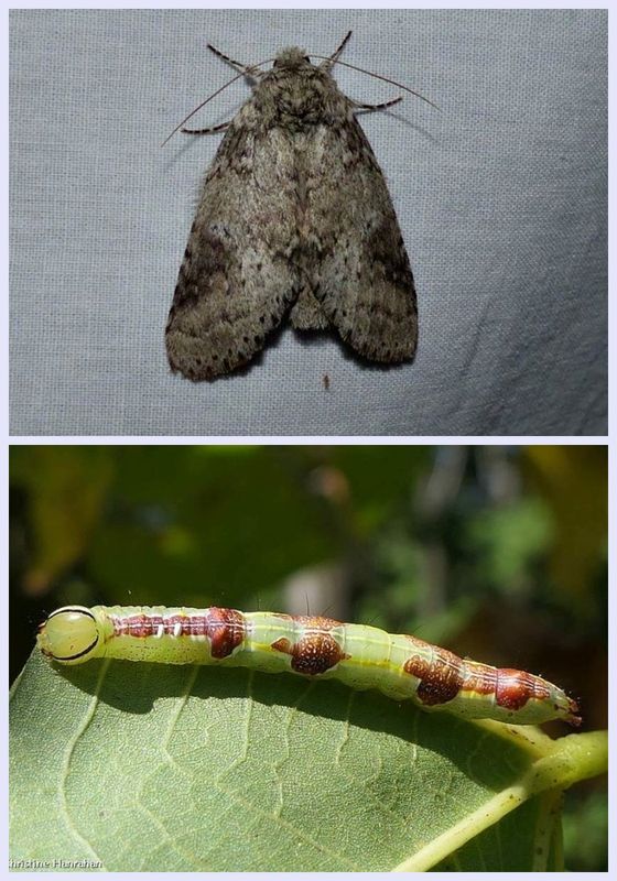 Variable oakleaf moth and larva (Lochmaeus manteo, #7998