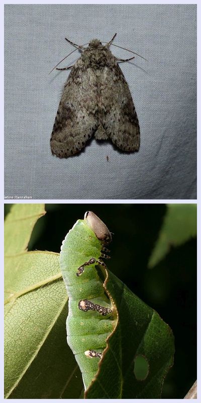 Wavy-lined prominent moth and larva  (Cecrita biundata), #7995