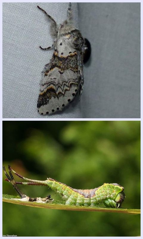 Western furcula moth and larva(Furcula occidentalis), #7939  
