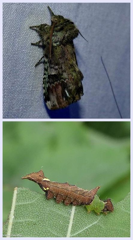 Unicorn moth  and larva  (Coelodasys unicornis), #8007 