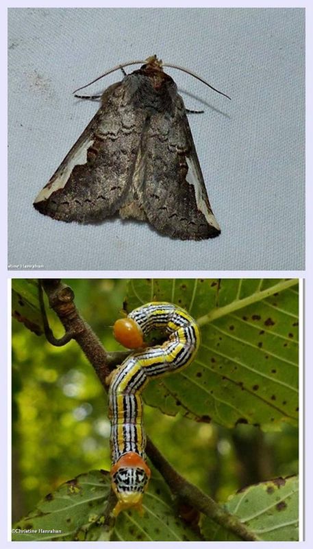 Orange-humped mapleworm moth and larva (Symmerista leucitys), #7953