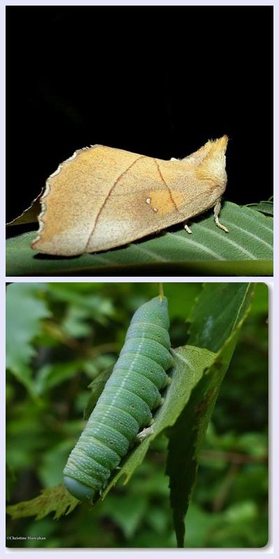 White-dotted prominent moth and larva  (<em>Nadata gibbosa</em>), #7915 