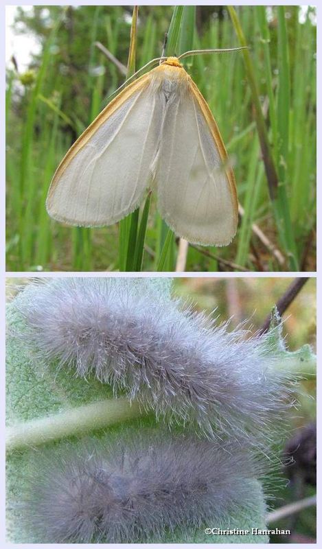 Delicate cycnia moth and larvCae (ycnia tenera), #8230