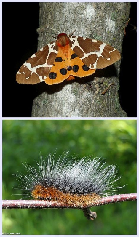 Great tiger moth and larva  (Arctia caja),  #8166