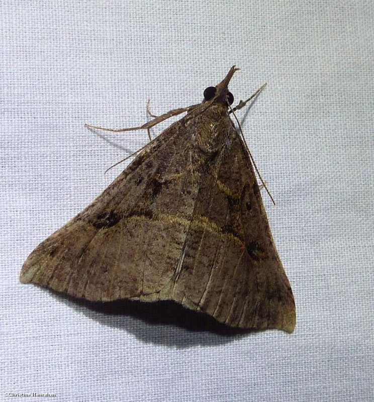 Large snout moth (<em>Hypena edictalis</em>), #8452