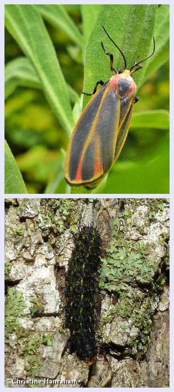 Painted lichen moth and larva  (Hypoprepia fucosa), #8090
