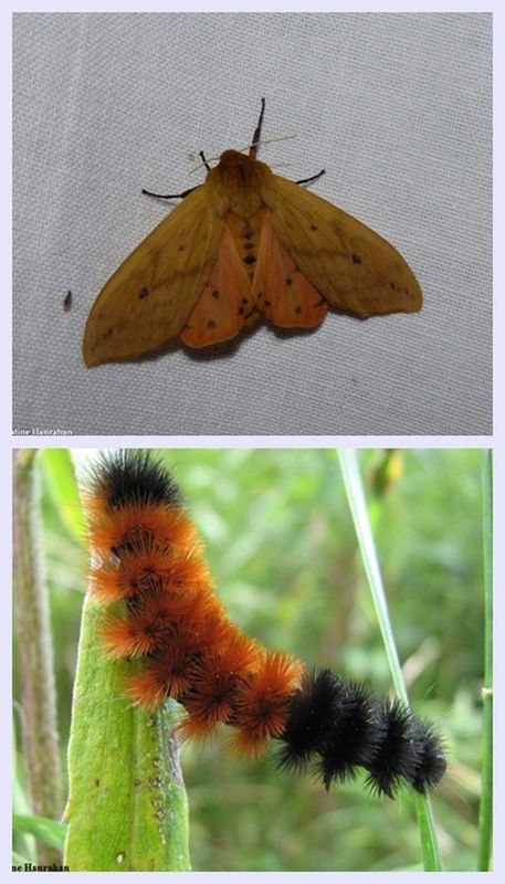Isabella tiger moth and larva  (Pyrrharctia isabella), #8129