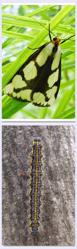 Leconte's haploa moth and larva (Haploa lecontei), #8111
