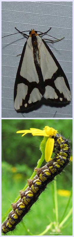The neighbour moth and larva  (<em>Haploa contigua</em>), #8110