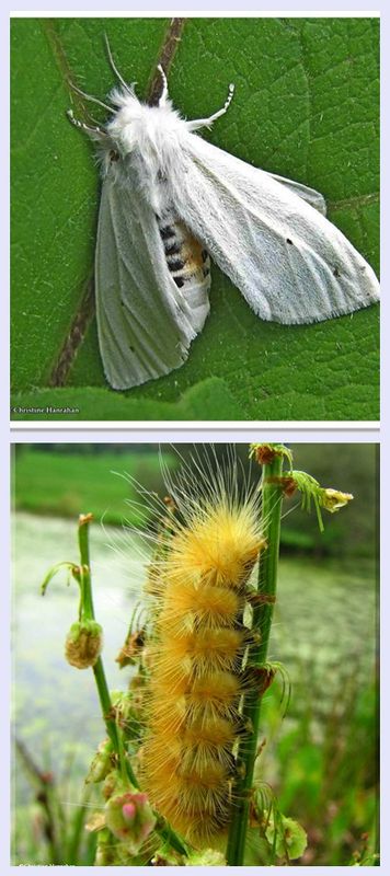 Virginian tiger moth and larva  (spilosoma virginica), #8137