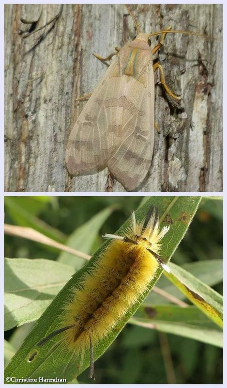 Banded tussock moth and larva  (Halysidota tessellaris), #8203
