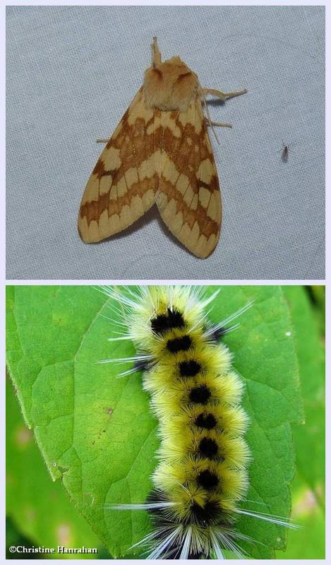 Spotted tussock moth and larva (Lophocampa maculata), #8214