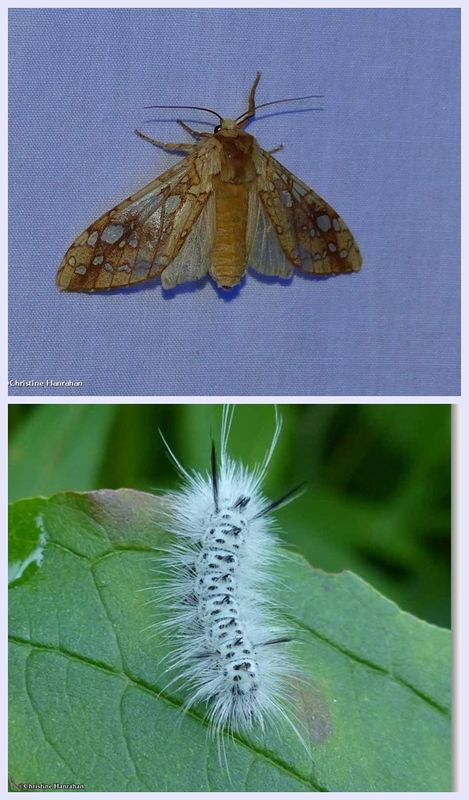 Hickory tussock moth and larva  (Lophocampa caryae), #8211