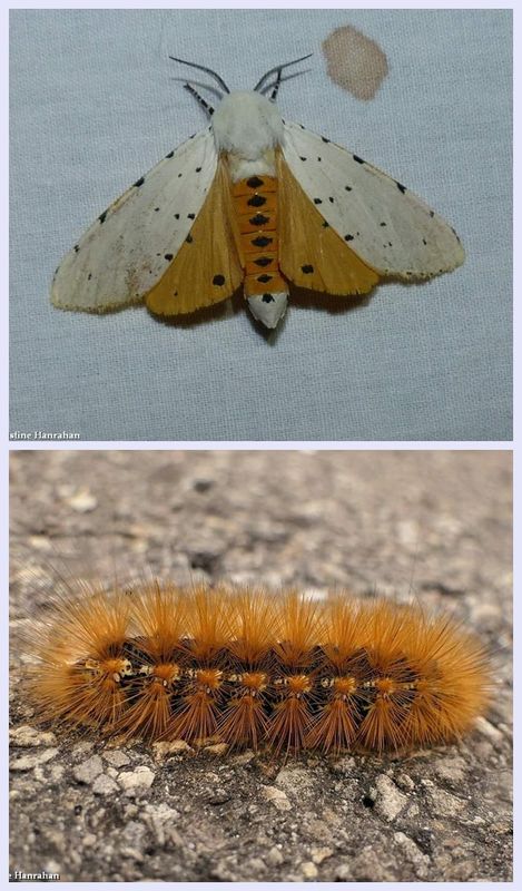 Salt marsh moth and larva  (Estigmene acrea), #8131 