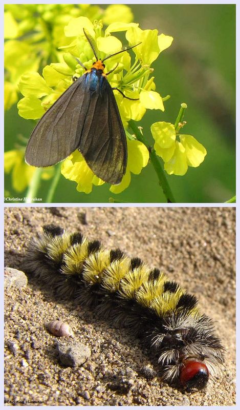 Virginia ctenucha  moth and larva (Ctenucha virginica), #8262 