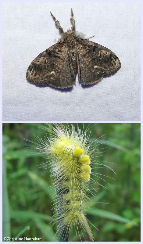 Definite tussock moth and larva (Orgyia definita), #8314 