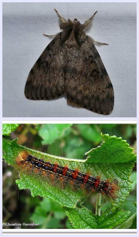 Gypsy moth and larva  (mantria dispar), #8318