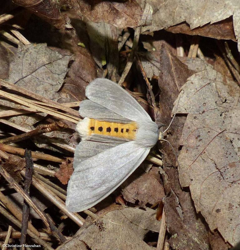 Milkweed tussock moth  (Euchaetes egle), #8238