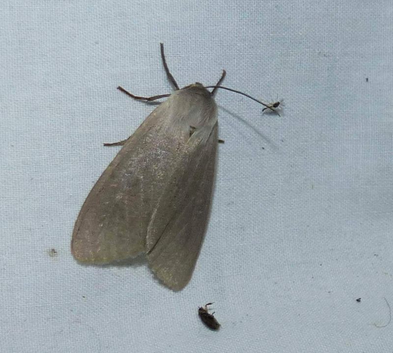 Milkweed tussock moth  (Euchaetes egle), #8238