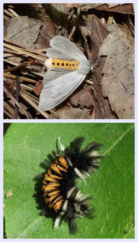 Milkweed tussock moth and larva (Euchaetes egle), #8238